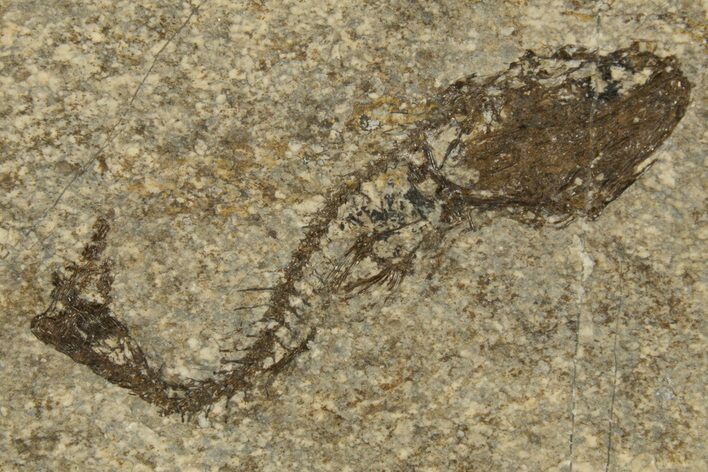 Oligocene Fossil Deep-Sea Hatchetfish (Polyipnus) - Poland #320595